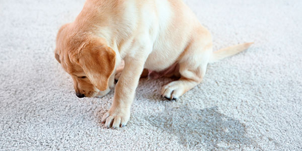 Pet Stain and Odor Removal
